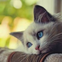 Ảnh đại diện Hoàng Anh